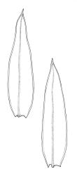 Crosbya straminea, two leaves. Drawn from A.J. Fife 5245, CHR 103507, and J.E. Beever 31-7, CHR 406187.
 Image: R.C. Wagstaff © Landcare Research 2017 